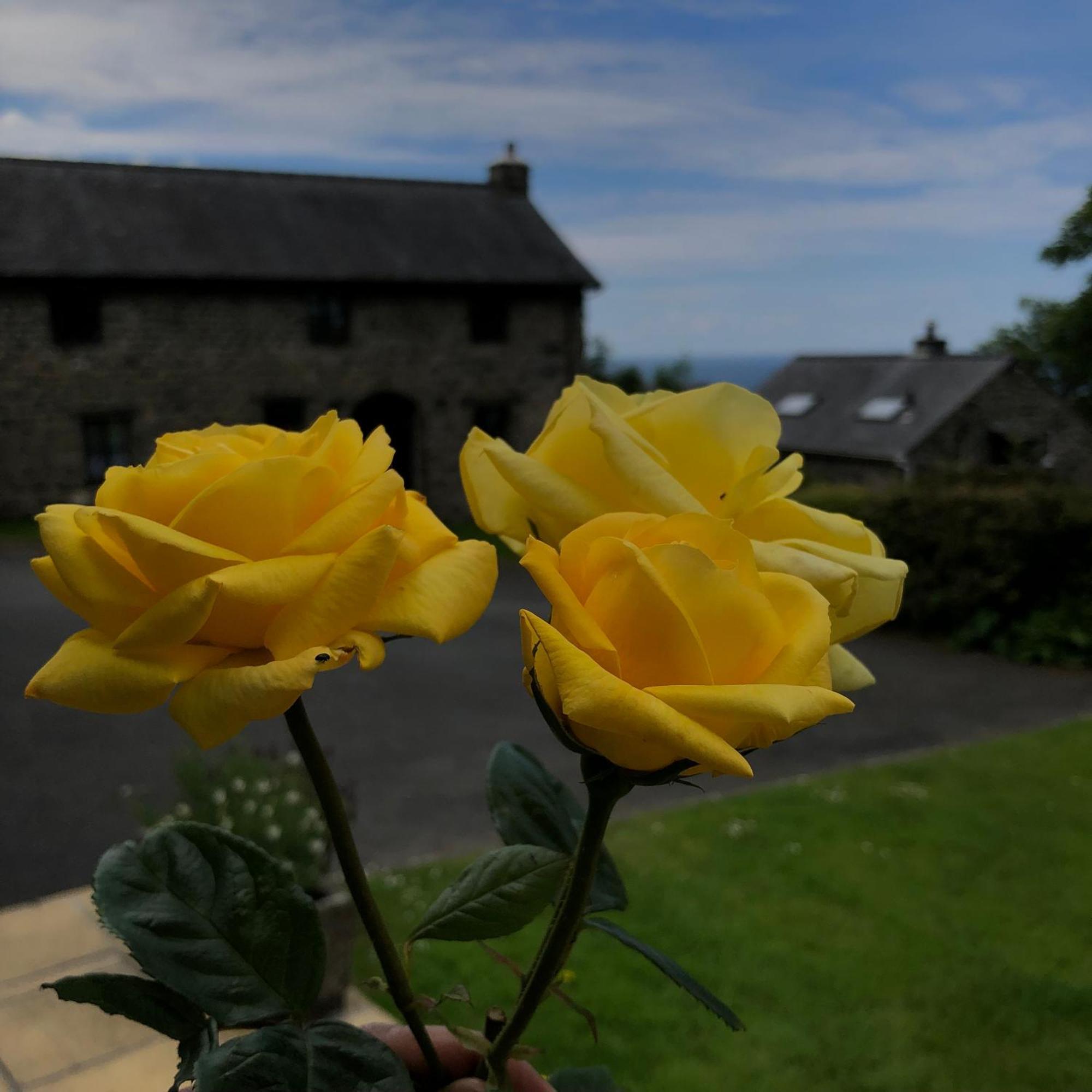 The Old Farmhouse B&B 다이프린 외부 사진